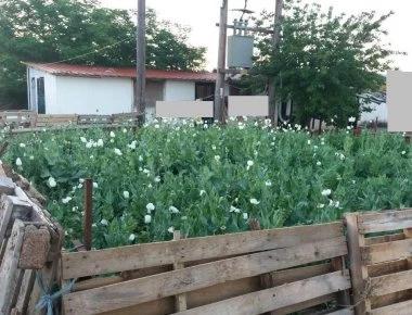 Εξαρθρώθηκε σπείρα Ινδών και Πακιστανών η οποία καλλιεργούσε 3.700 παπαρούνες για παραγωγή ναρκωτικών